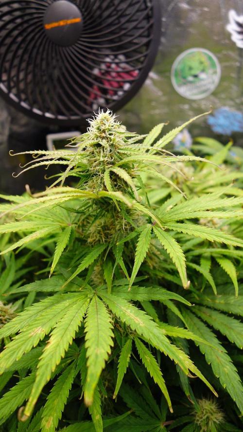 dream grow. Week 8 - Milky Way day-57