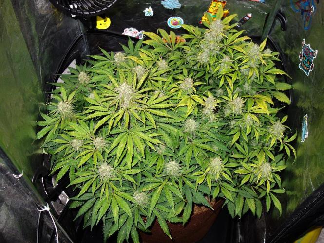 dream grow. Week 9 - day:63 MW / SG