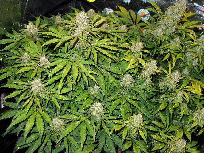 dream grow. Week 9 - day:63 MW / SG