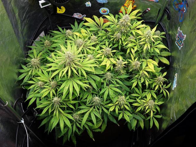 dream grow. Week 9