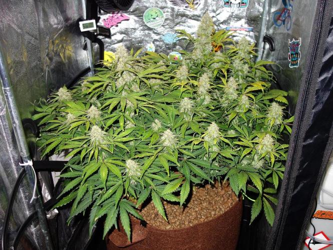 dream grow. Week 9 - day:63 MW / SG