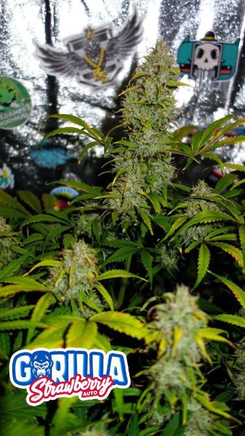 dream grow. Week 9 - day:63 SG main cola