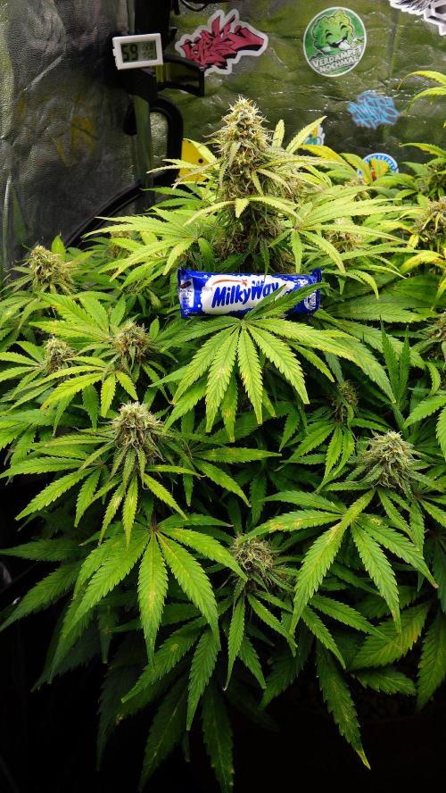 dream grow. Week 9 - day:63 MW