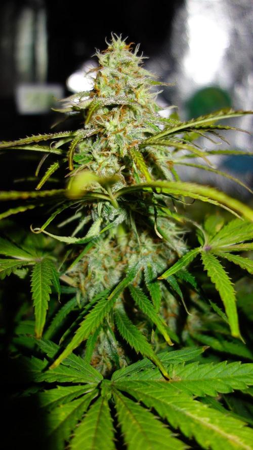 dream grow. Week 9 - day:63 MW