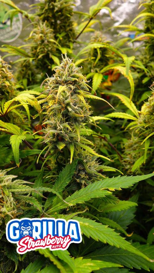 dream grow. Week 9 - day:63 SG