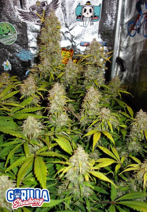 dream grow. Week 10