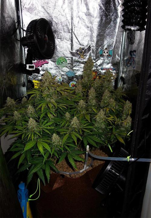 dream grow. Week 10