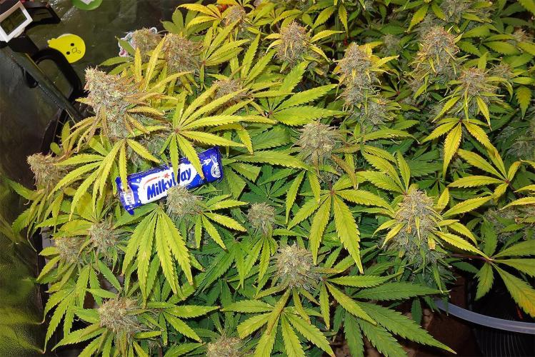 dream grow. Week 10