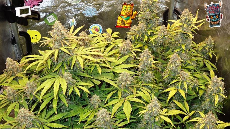 dream grow. Week 10