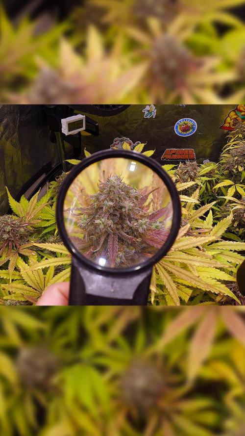 dream grow. Week 11