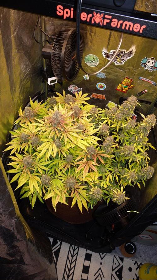 dream grow. Week 11 - left MW , right SG