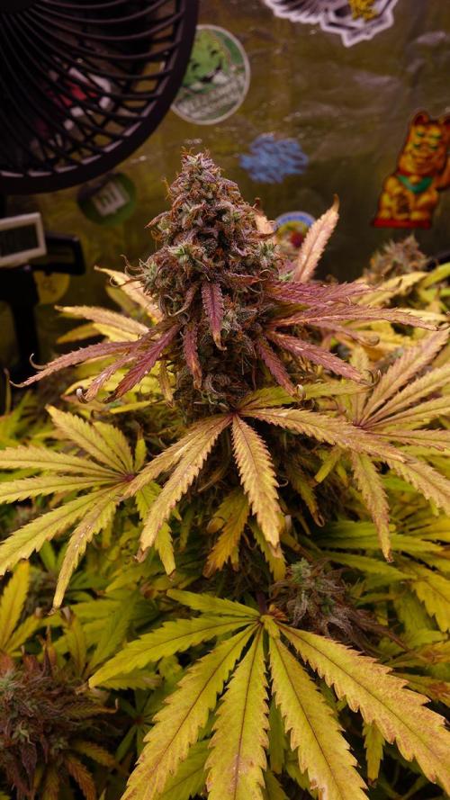 dream grow. Week 11 - Milky Way F1 