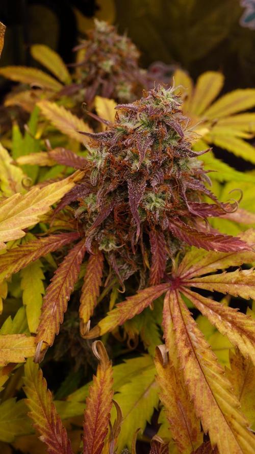 dream grow. Week 11 - Milky Way F1 