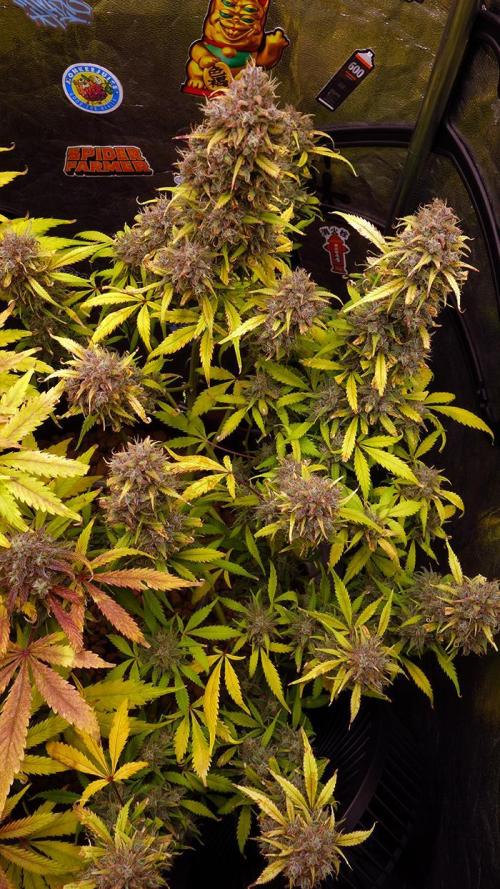 dream grow. Week 11 - Strawberry Gorilla