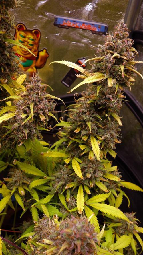 dream grow. Week 11 - Strawberry Gorilla second cola