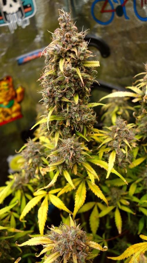 dream grow. Week 11 - Strawberry Gorilla main cola