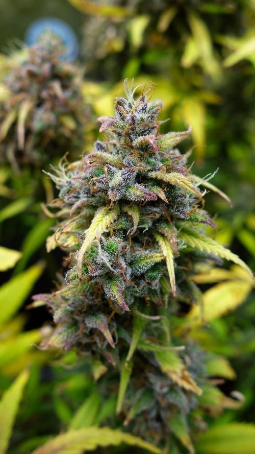 dream grow. Week 11 - Strawberry Gorilla side bud