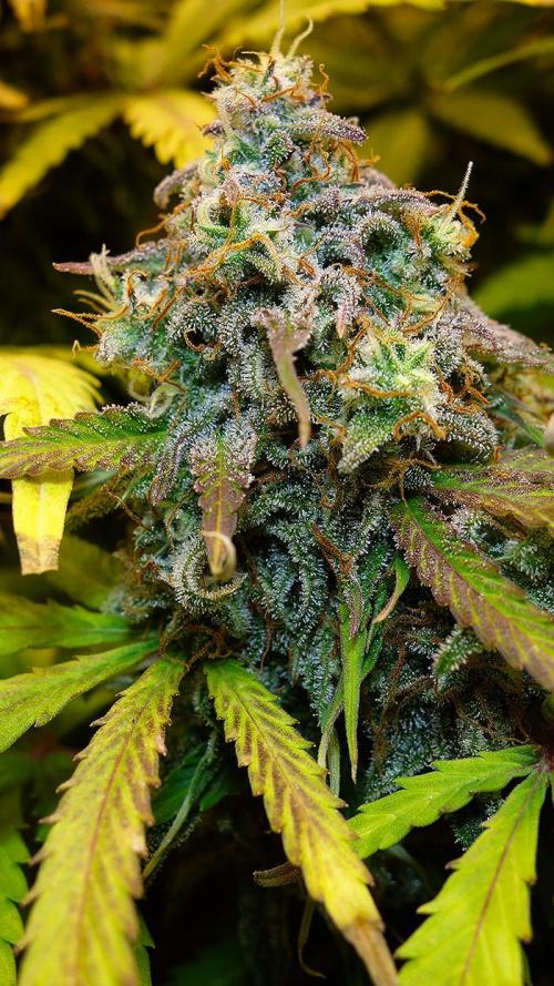 dream grow. Week 11 - Strawberry Gorilla side bud