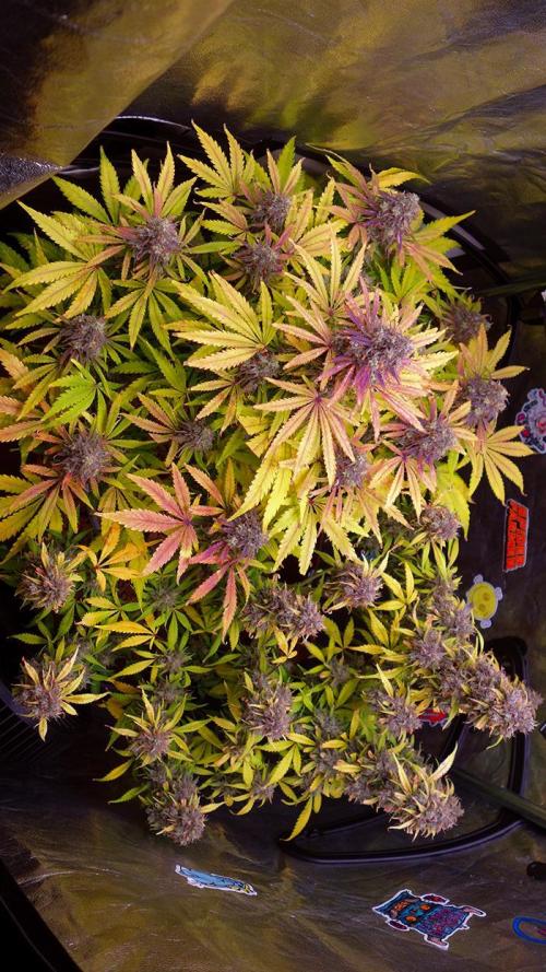 dream grow. Week 11