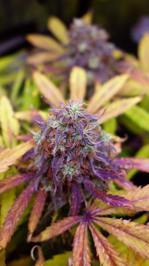 dream grow. Week 11 - Milky Way F1 