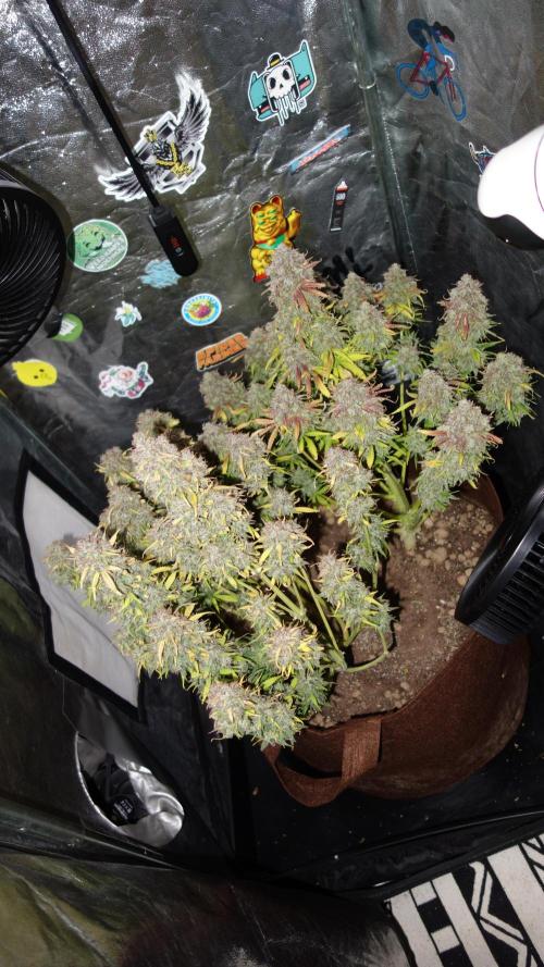 dream grow. Week 12