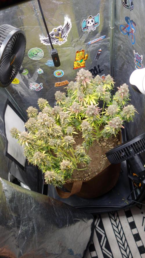 dream grow. Week 12