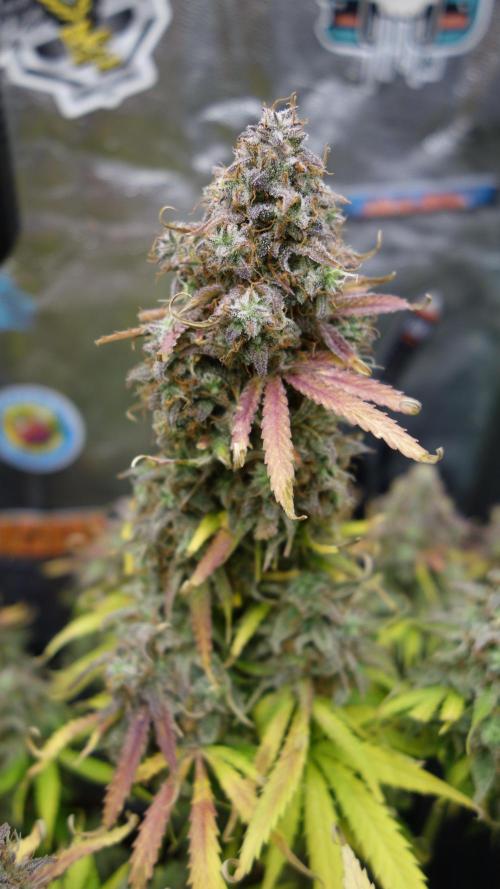 dream grow. Week 12 - MW