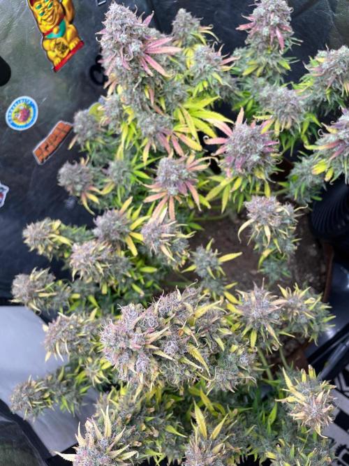 dream grow. Week 12