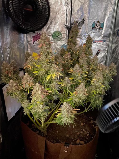dream grow. Week 12
