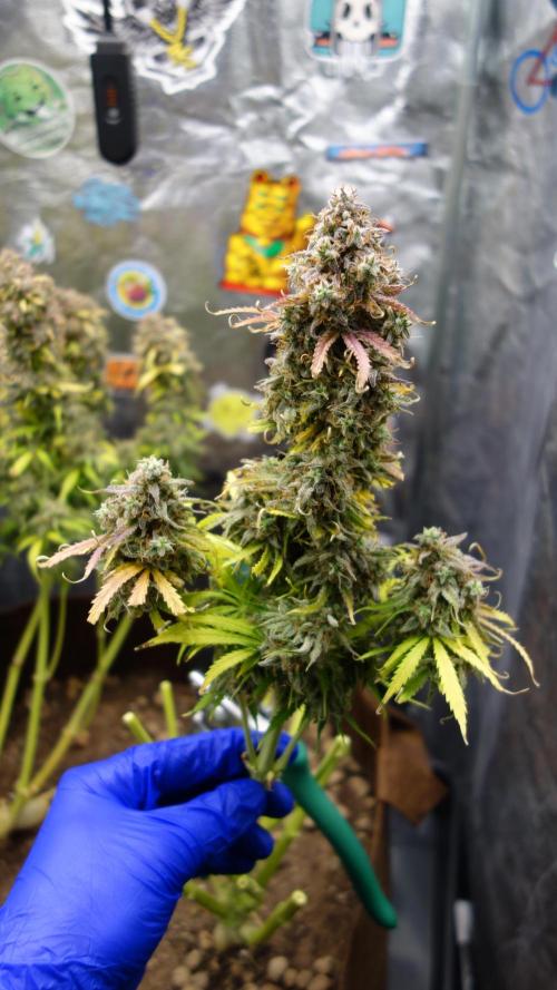dream grow. Week 12