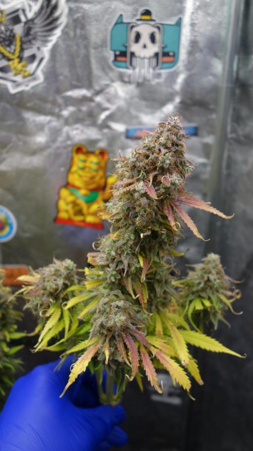 dream grow. Week 12
