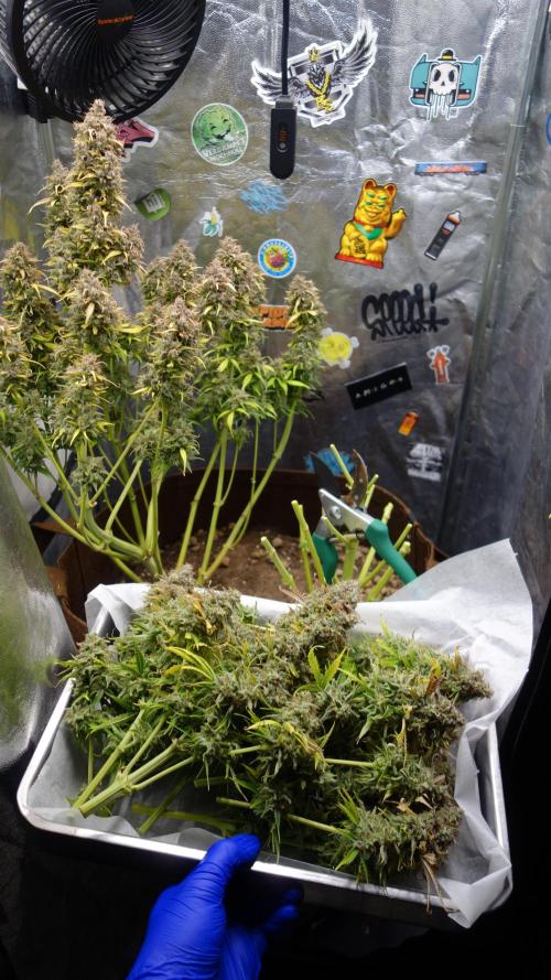 dream grow. Week 12