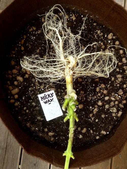 dream grow. Week 12