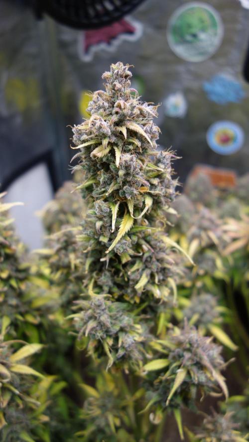dream grow. Week 12