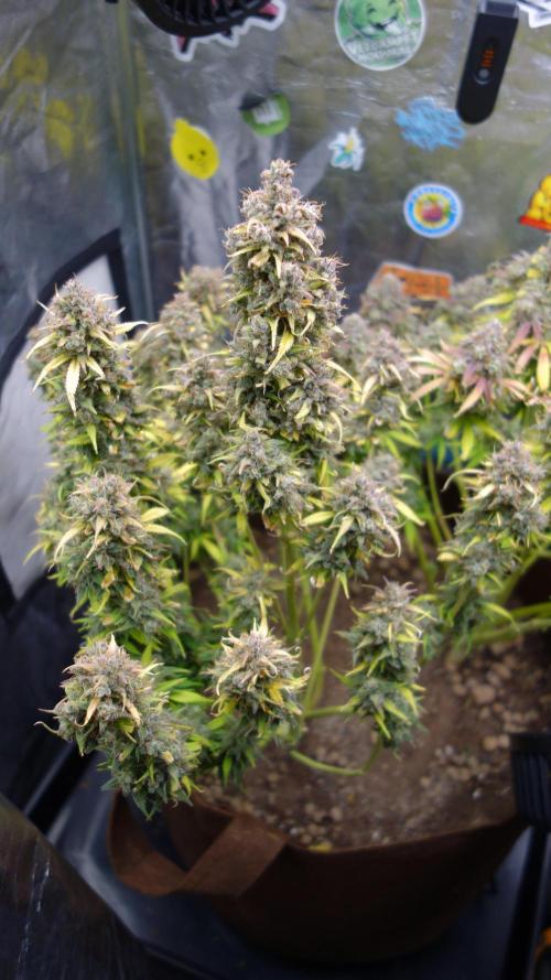 dream grow. Week 12