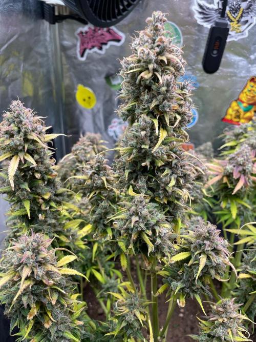 dream grow. Week 12