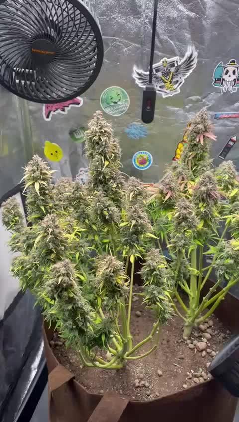 dream grow
