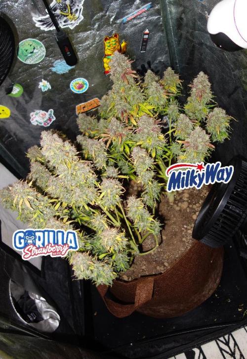 dream grow. Week 12