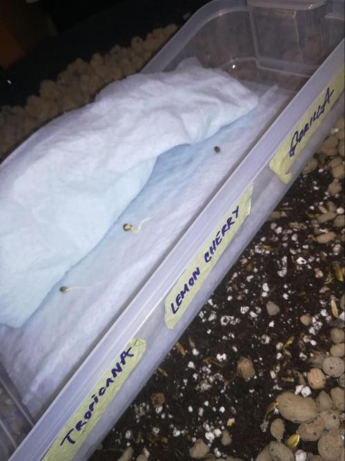 auto COOKIES. Week 0 - paper towel tec
