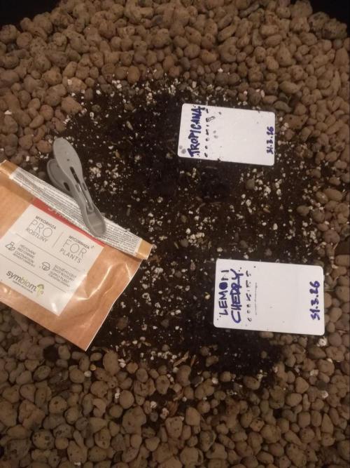 auto COOKIES. Week 0 - adding Mycorrhizae under the sprout 
