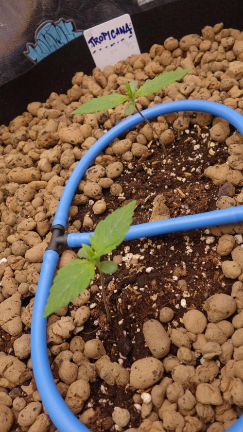 auto COOKIES. Week 1 - day 7