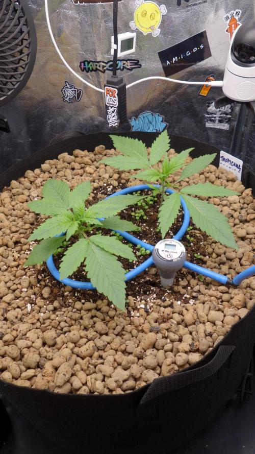 auto COOKIES. Week 2
