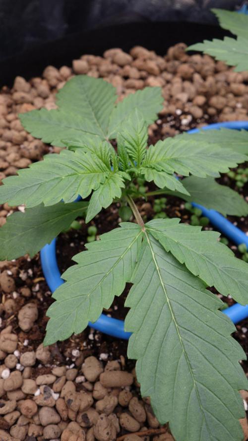 auto COOKIES. Week 2 - lemon cherry