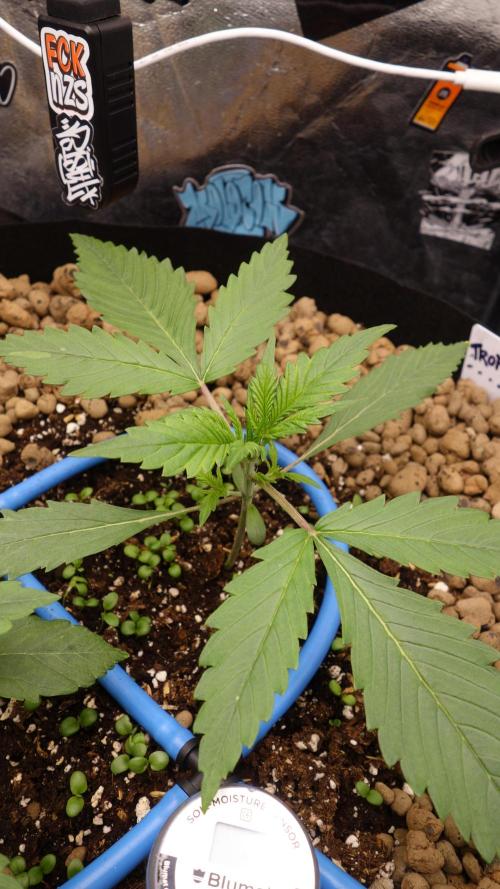 auto COOKIES. Week 2 - tropicana