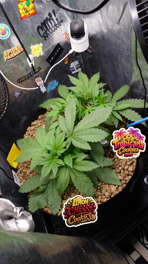 auto COOKIES. Week 3 - day 21