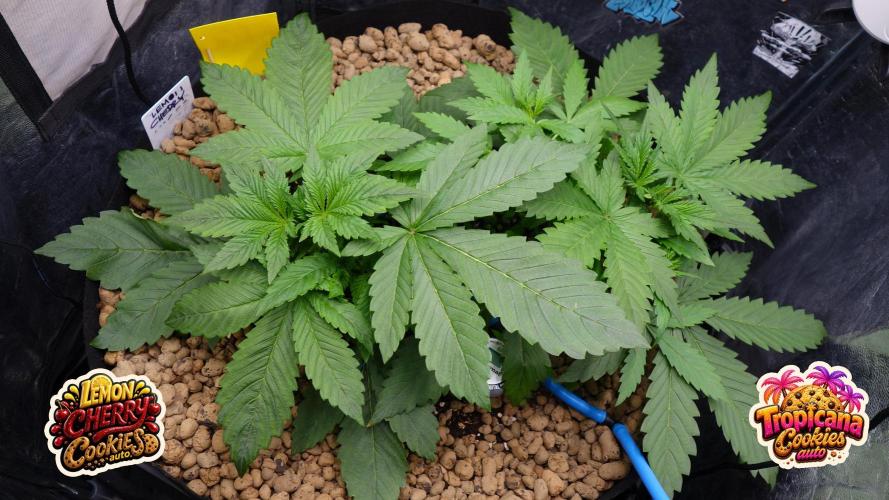 auto COOKIES. Week 3 - salads - day 21