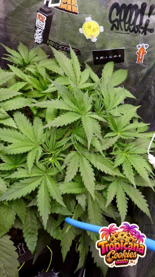 auto COOKIES. Week 4 -  d 27