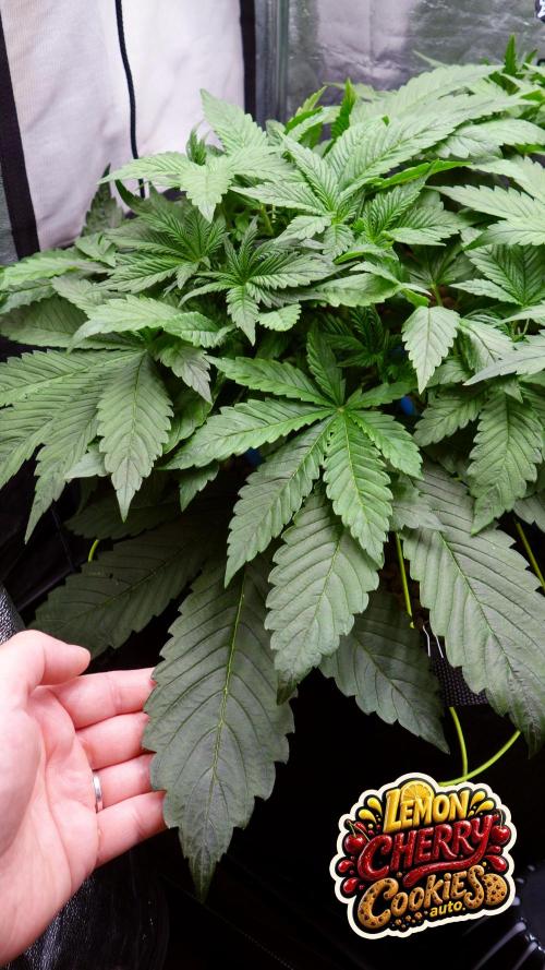 auto COOKIES. Week 4 - d 27 BIG leafs Lemon Cherry