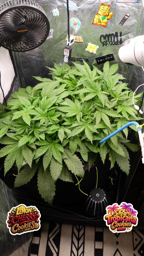 auto COOKIES. Week 4 - d 27