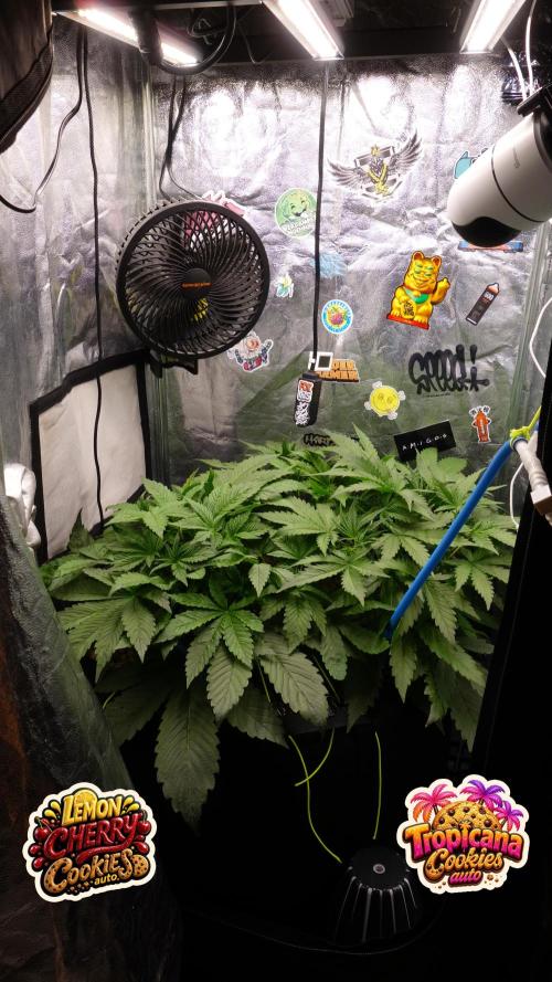 auto COOKIES. Week 4 - d 27